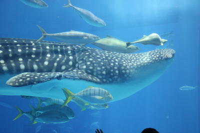 美ら海水族館